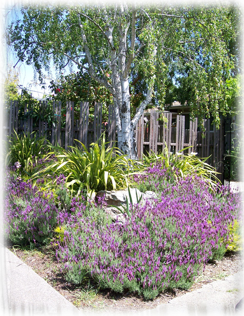 Marin Garden Design