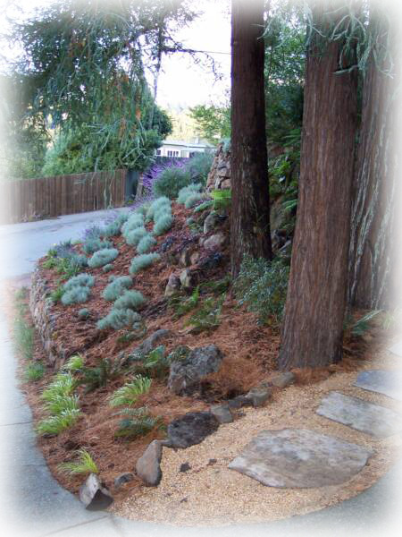 San Rafael Landscape Designer