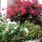 Colorful Plantings in Marin Image 19