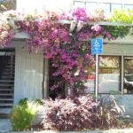 Colorful Plantings in Marin Image 20