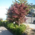 Colorful Plantings in Marin Image 21