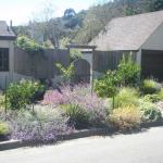 Colorful Plantings in Marin Image 24