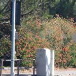 Colorful Plantings in Marin Image 26