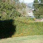 Colorful Plantings in Marin Image 29