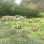 Colorful Plantings in Marin Image 9