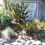 Colorful Plantings in Marin Image 12