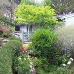 Colorful Plantings in Marin Image 15