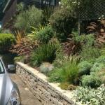 Colorful Plantings in Marin Image 1