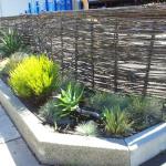 Deer Resistant Plantings in Marin Image 29