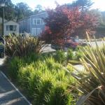 Deer Resistant Plantings in Marin Image 32