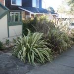 Deer Resistant Plantings in Marin Image 34