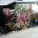 Deer Resistant Plantings in Marin Image 37