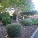 Deer Resistant Plantings in Marin Image 41