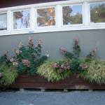 Deer Resistant Plantings in Marin Image 45