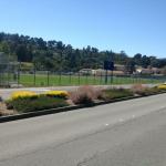 Deer Resistant Plantings in Marin Image 2