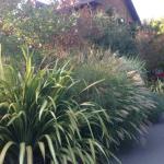 Deer Resistant Plantings in Marin Image 5