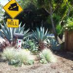 Deer Resistant Plantings in Marin Image 10