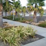 Deer Resistant Plantings in Marin Image 13