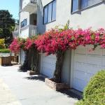 Garage Doors in Marin Image 5