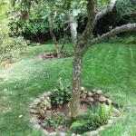 Good Landscaping Ideas in Marin Image 6