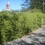 Hedges in Marin Image 9
