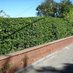 Hedges in Marin Image 11