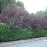 Hedges in Marin Image 14