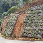 Vertical Garden in Marin Image 4