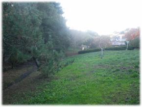 Pond Garden Design in Marin