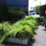 Planters and Pots in Marin Image 33