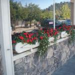 Planters and Pots in Marin Image 9