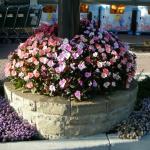 Planters and Pots in Marin Image 13