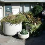 Planters and Pots in Marin Image 1