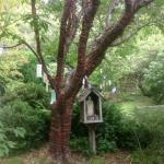 Trees in Marin Image 11