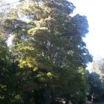 Trees in Marin Image 2